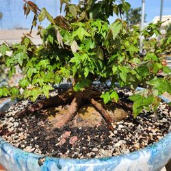 BONSAI,  ROOT OVER ROCK