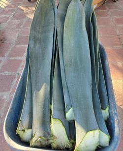 Pencas De Maguey Para Barbacoa