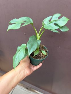 4” Raphidophora Tetrasperma