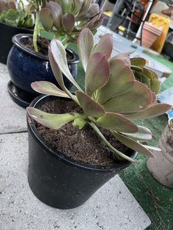 Aeonium arboreum, the tree aeonium, tree houseleek, or Irish rose Succulent In Ceramic Pot