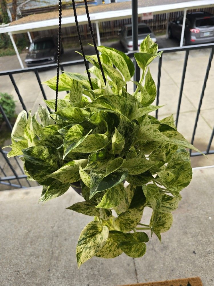 Marble Queen Pothos