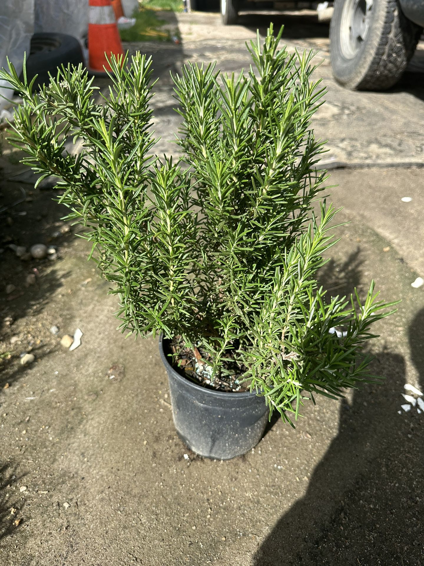Rosemary’s Plants 1 gallon pot🪴🌾/ Romeros en galón $12.00 each 🪴🌾