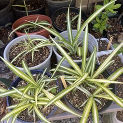 Spider Plants