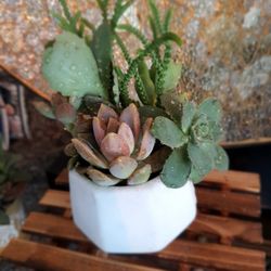 Cute Desk Succulent