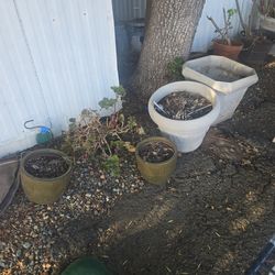 Pots and plants