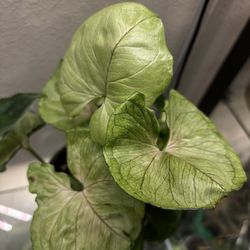 Three plants- one price