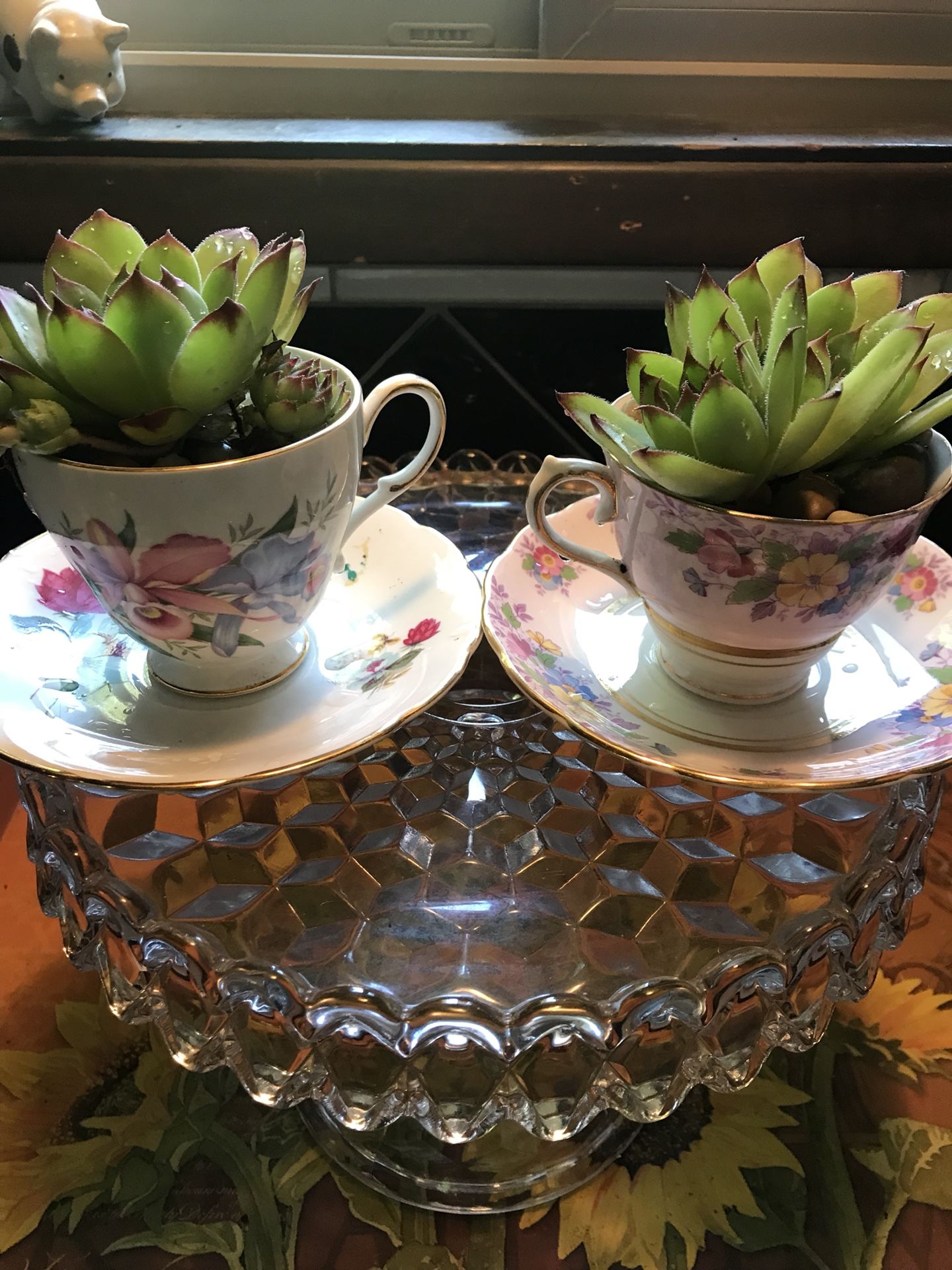 Adorable vintage tea cup with succulent.