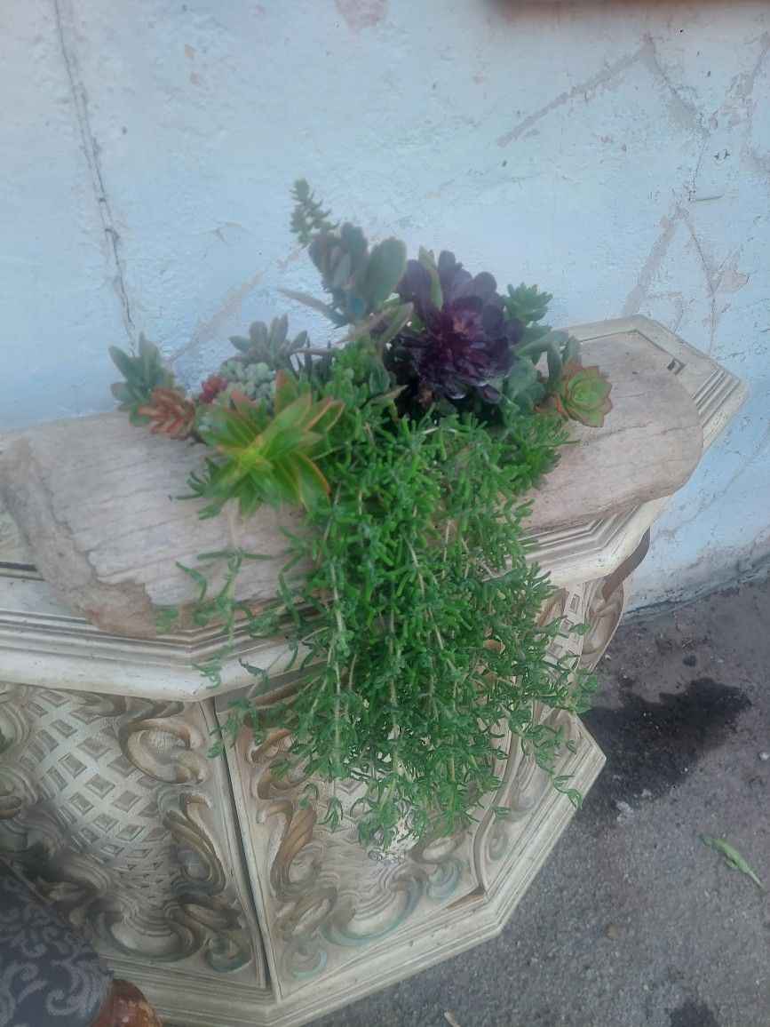 Succulent Arrangement In Driftwood ~20 inches