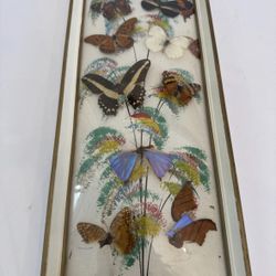 Vtg Taxidermy Set Of 6-8 Butterflies Framed Real Shadowbox 7x15 Needs Repairs