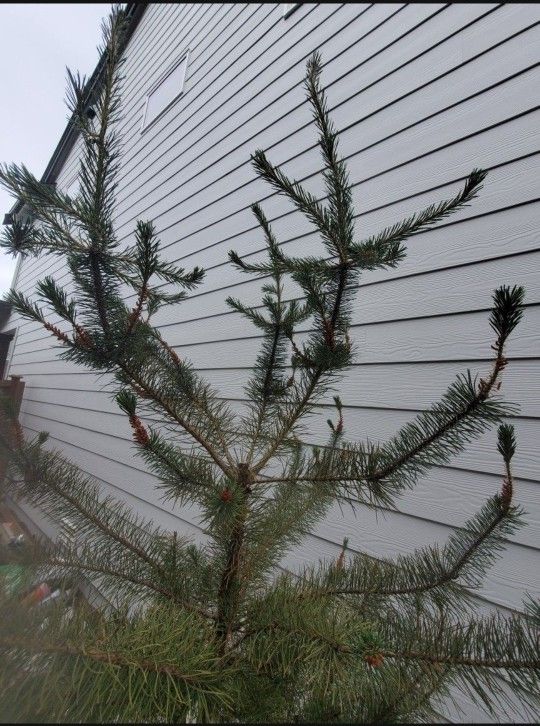 Free 7 Foot Pine Tree