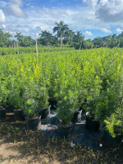 Maki Podocarpus 4-4.5'ft $19