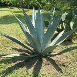Agave Giant Large PLANT 5FT -6 FOR COMMERCIAL LANDSCAPE OR RESIDENTIAL 