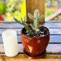 Live indoor Jumping Cholla cactus plant in a ceramic planter pot with attached base—firm price