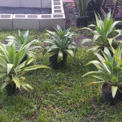 Century Plant