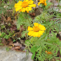 Marigold plant