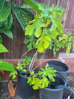 Black Mission Fig Tree