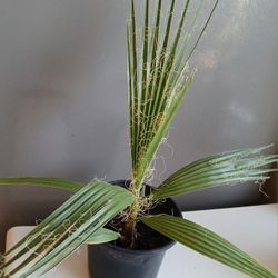 Live Palm Plant Tree 