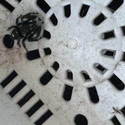 Jumping Spider 