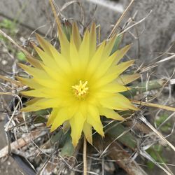 The Leuchtenbergia Princeps Blooming Cactus Plant, In 6 Inch Pot Very Old Plant Pick Up Only