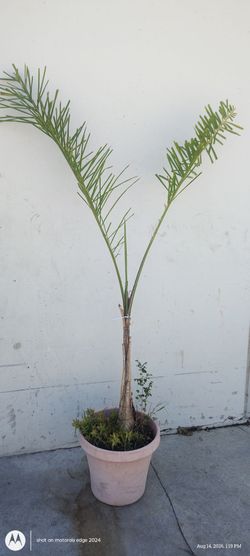 palm tree