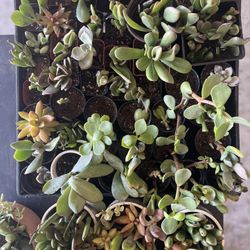 Succulents And Cactus 🌵 