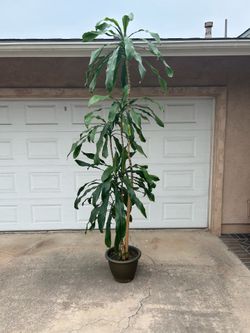 9 foot tall corn plant