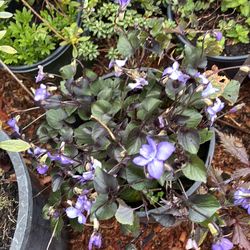 Viola sororia or blue violet