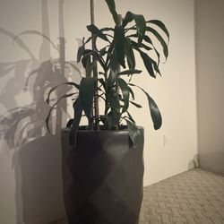Beautiful Houseplant Dracena