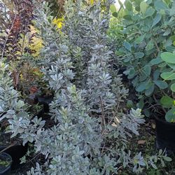 Silver Buttonwood Privacy Hedge Plants 7gl 🌿💚$16