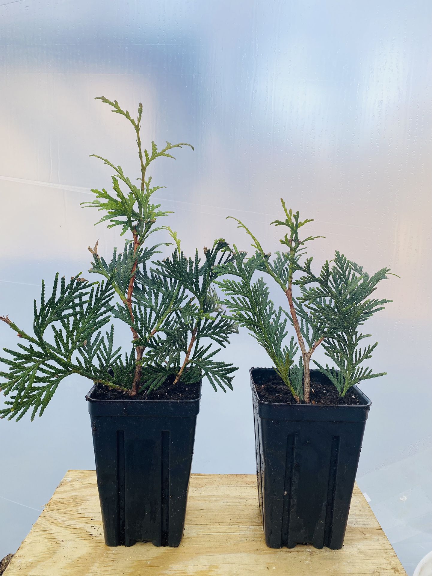 2 Plants Green Giant Arbovitae 7” Tall