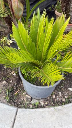 Sago palms