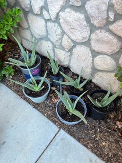 Aloe Vera plants $5 each