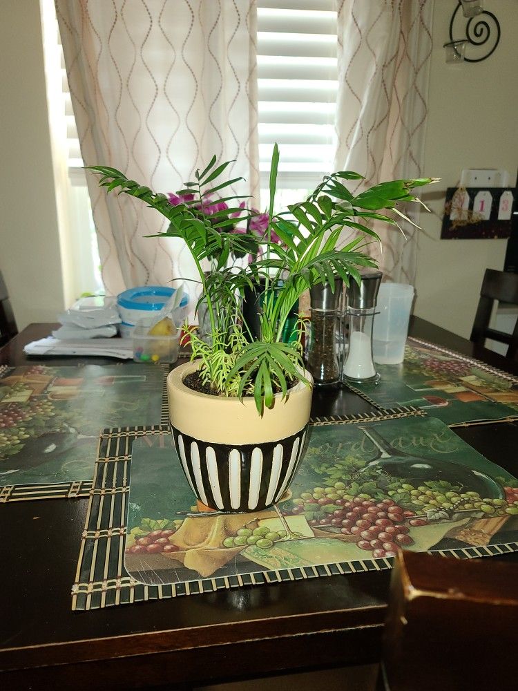 Bamboo Palm W-Sedum rupestre