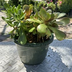 2 Succulents In A  Medium Pot
