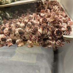 Lots Of Fringes..$1: Per Yds 