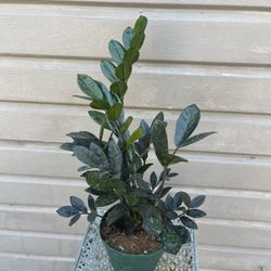 6” Raven Zz Plant