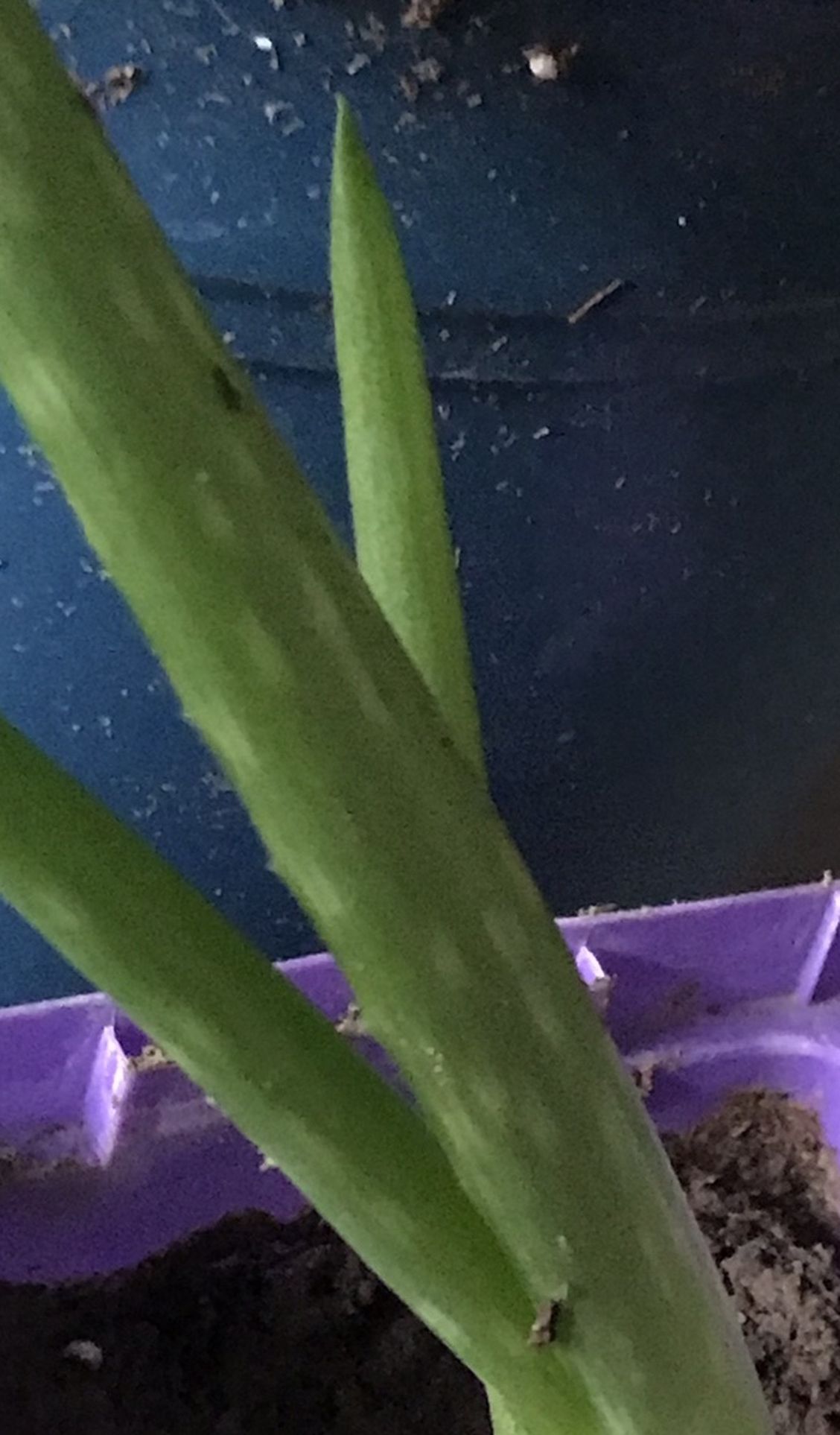 1 Live Aloe Plant In Pot