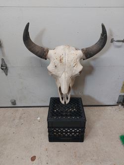 Buffalo Skull