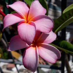Plumeria Potted ROOTED  $49