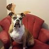 Bella Louise Simpson