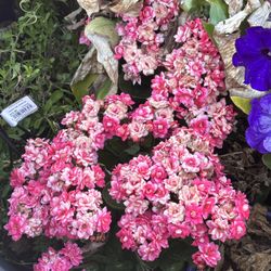 2 For $15 Kalanchoe blossfeldiana - Flaming Katy [pink]