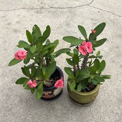 Crown Of Torn With Roots And Shoots blooming PinkColor $20.00 Each One