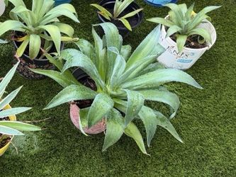 Large green agave plant
