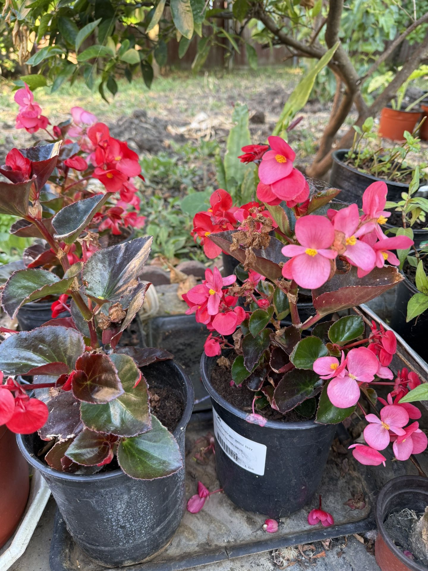 Waxing Begonia 