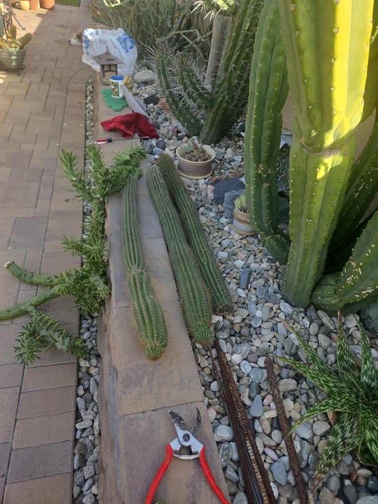 Cactus