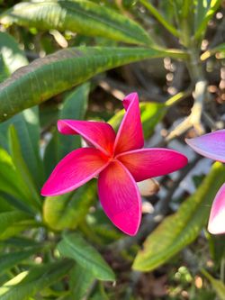 plumeria cuttings three tips about 30 inches