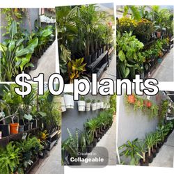 Plants Sale🌿$10 each