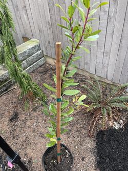 5 Gallon Strawberry Tree