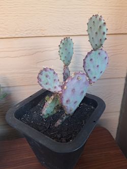 Santa Rita  Cactus