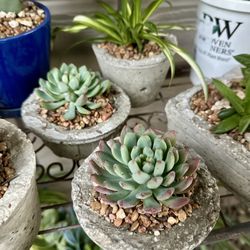 Small Succulent And Cacti Plants Gift Idea - Handmade Concrete Planters-$5 Each 